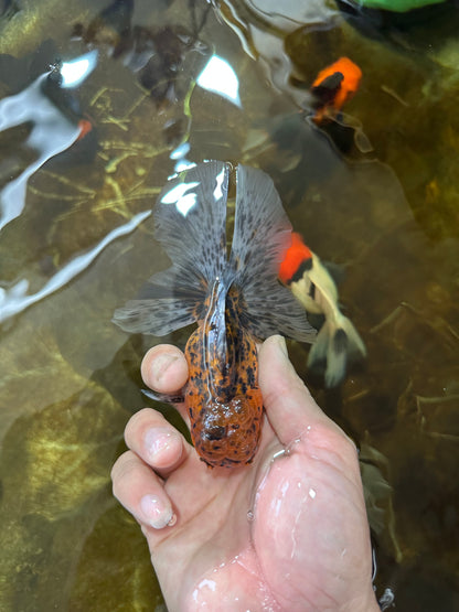 [SINGLE] Tiger Oranda Male 4.5 inches #081525SO_01