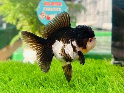 [SINGLE] Panda Oranda Female size 4.5 inches #112224SO_10