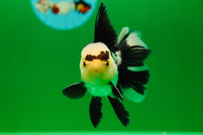 [SINGLE] Panda Male Oranda 4.5 inches #080125SO_09