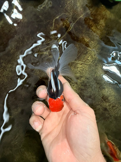 [SINGLE] Tricolor Oranda Female 4-4.5 inches #111425SO_04