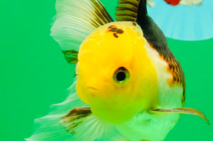 [SINGLE] Tricolor Male 4-4.5 inches #103125SO_03