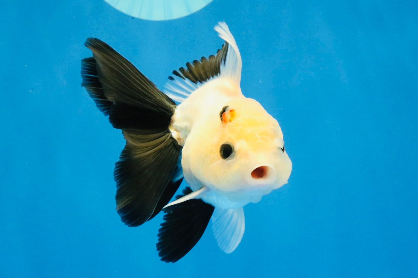 [SINGLE] Panda Button Eyes Oranda Male 4-4.5 inches #031326SO_08