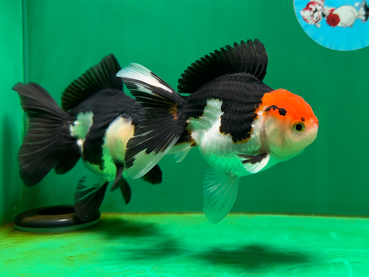 [COUPLE] Tricolor Male & Panda Female Oranda 4.5 inches #052325CO_10
