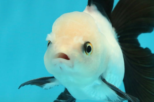 [SINGLE] Panda Oranda Male 4-4.5 inches #112924SO_06