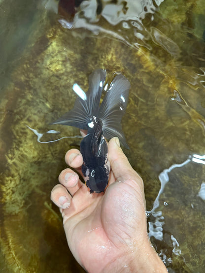[SINGLE] Panda Oranda Female 4.5 inches #082225SO_10