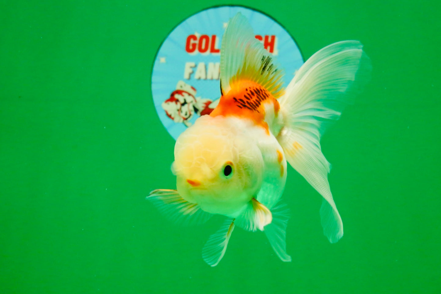 [SINGLE] Orange White Oranda Female 4-4.5 inches #111425SO_06