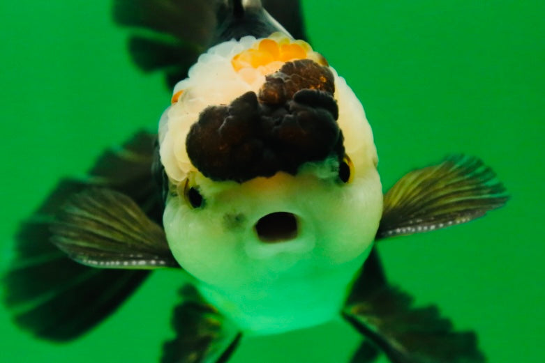 [SINGLE] Panda Oranda Male 4.5 inches #090525SO_04
