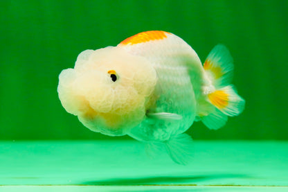 [COUPLE] Red White Lionchu Gender : Unknown 3 inches #041125_09
