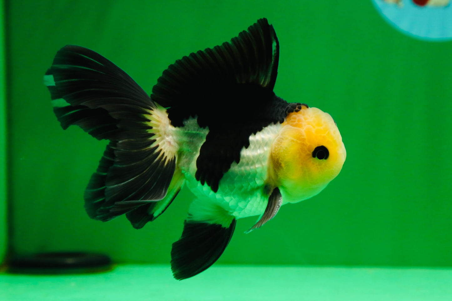 [SINGLE] Panda Oranda Male 4.5 inches #081525SO_03