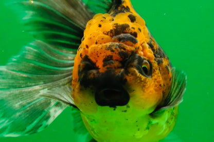 [SINGLE] Tiger Female 4.5 inches #101725SO_02