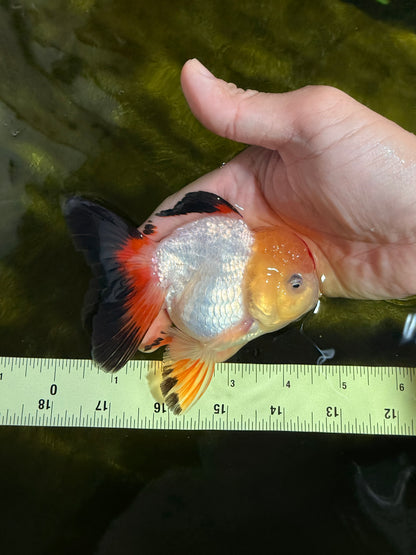 [SINGLE] Tricolor Oranda Male 4.5 inches #022726SO_10