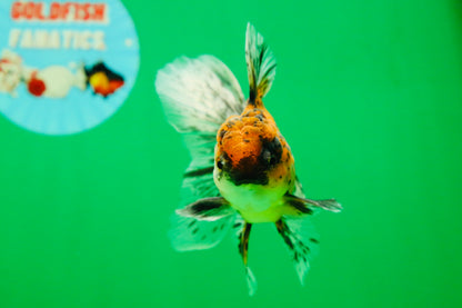[SINGLE] Pepper Calico Male Oranda 4.5 inches #080125SO_10