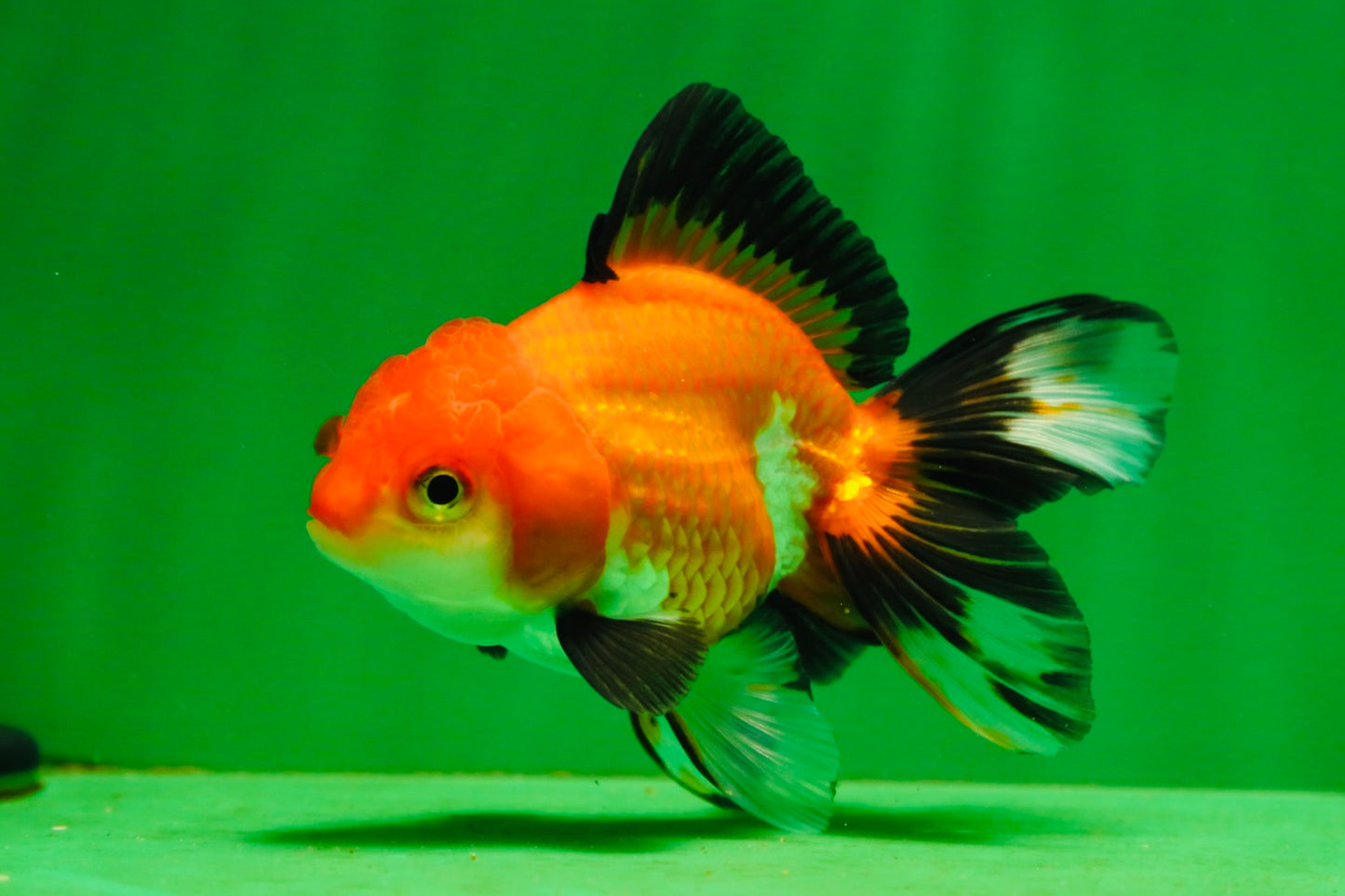[SINGLE] Tricolor Female Oranda 4-4.5 inches #080125SO_02