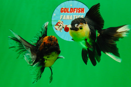 [COUPLE] Tiger Male & Panda Female Oranda 4.5 inches #101025CO_06