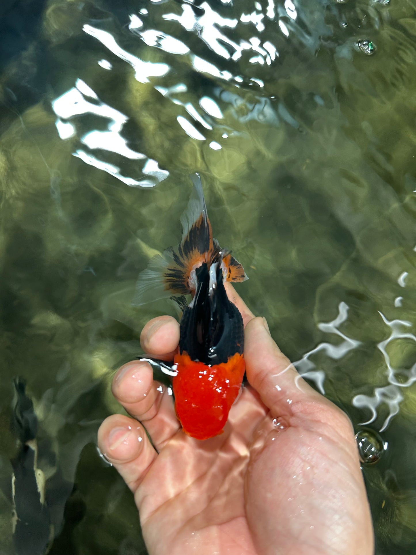 [SINGLE] Tricolor Oranda Male 4-4.5 inches #062725SO_11