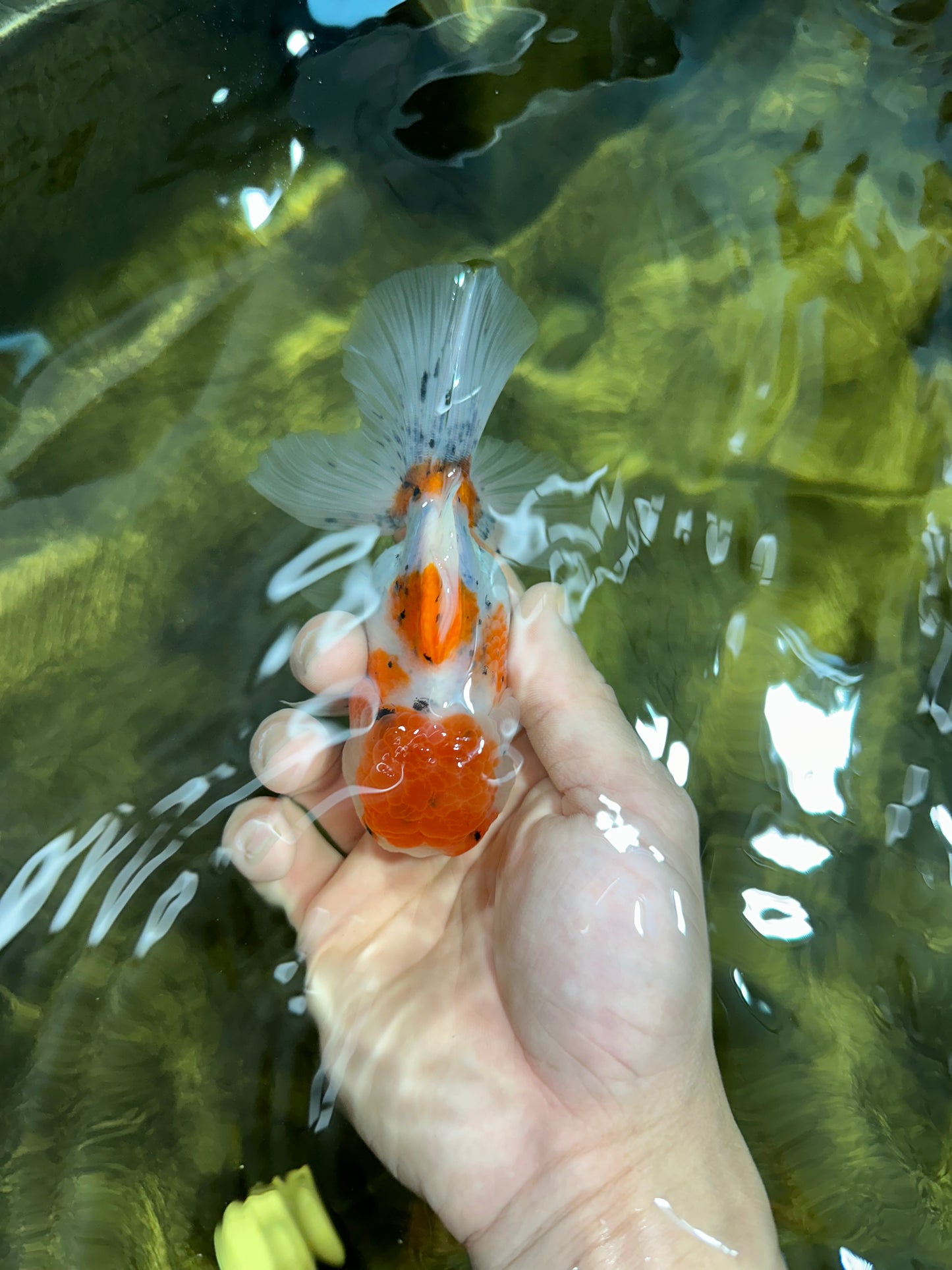 [SINGLE] Sakura Oranda Female 4.5-5 inches #041825SO_07
