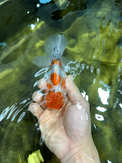[SINGLE] Sakura Oranda Female 4.5-5 inches #041825SO_07