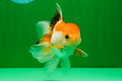 [SINGLE] Tricolor Oranda Male 4-4.5 inches #111425SO_01