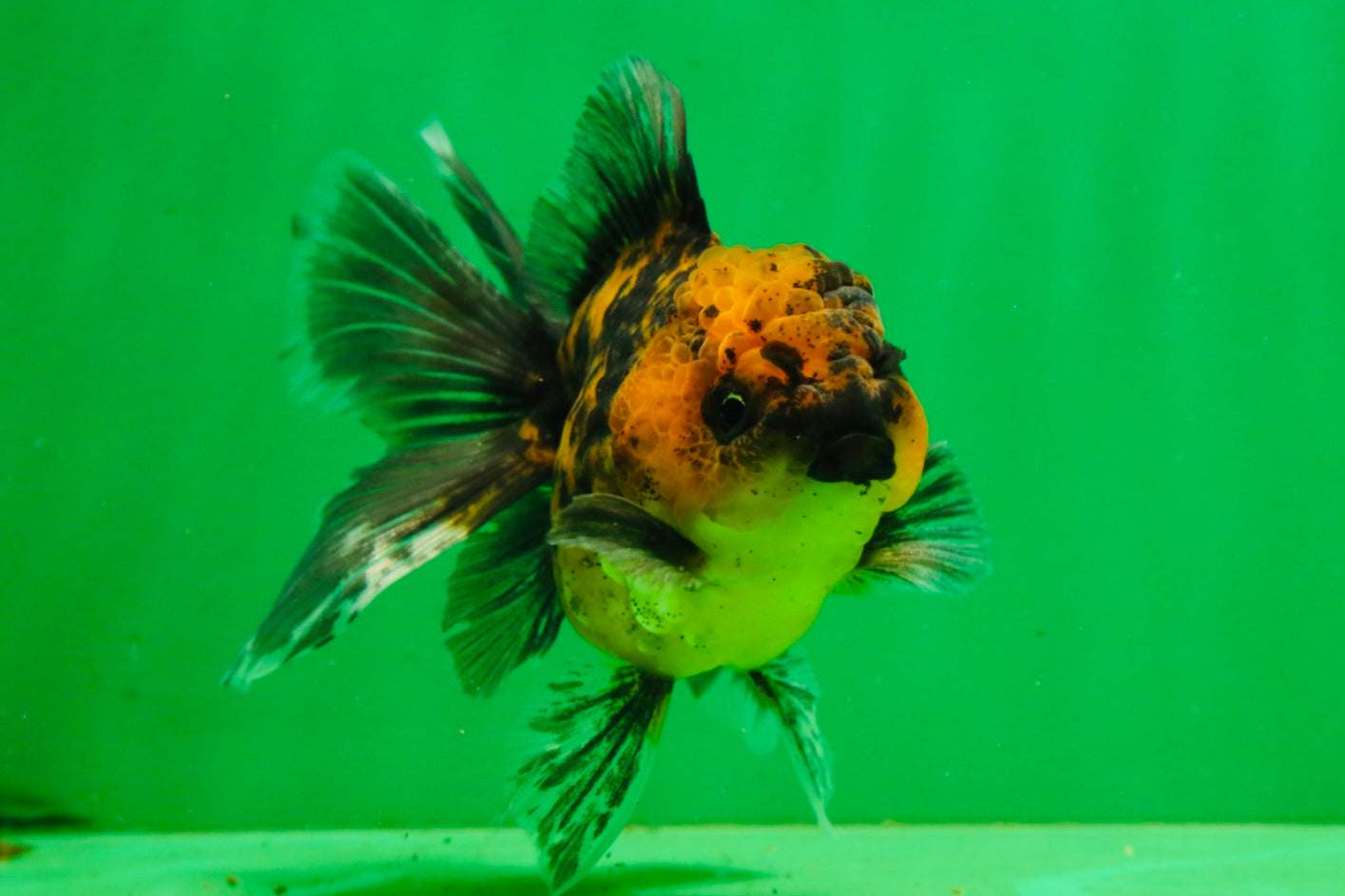 [SINGLE] Tiger Female 4.5 inches #101725SO_02