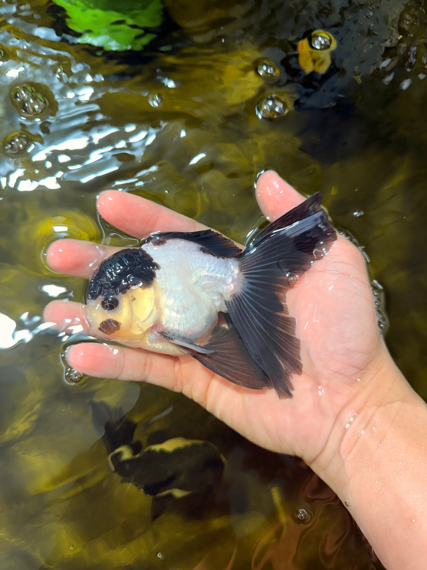 [SINGLE] Panda Oranda Male 4.5 inches #040326SO_08