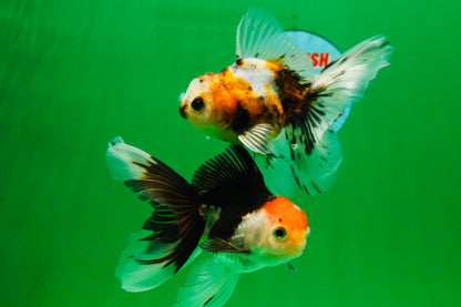 [COUPLE] Tricolor Male & Calico Female Oranda 4-4.5 inches #101025CO_07
