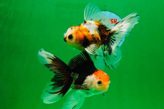 [COUPLE] Tricolor Male & Calico Female Oranda 4-4.5 inches #101025CO_07