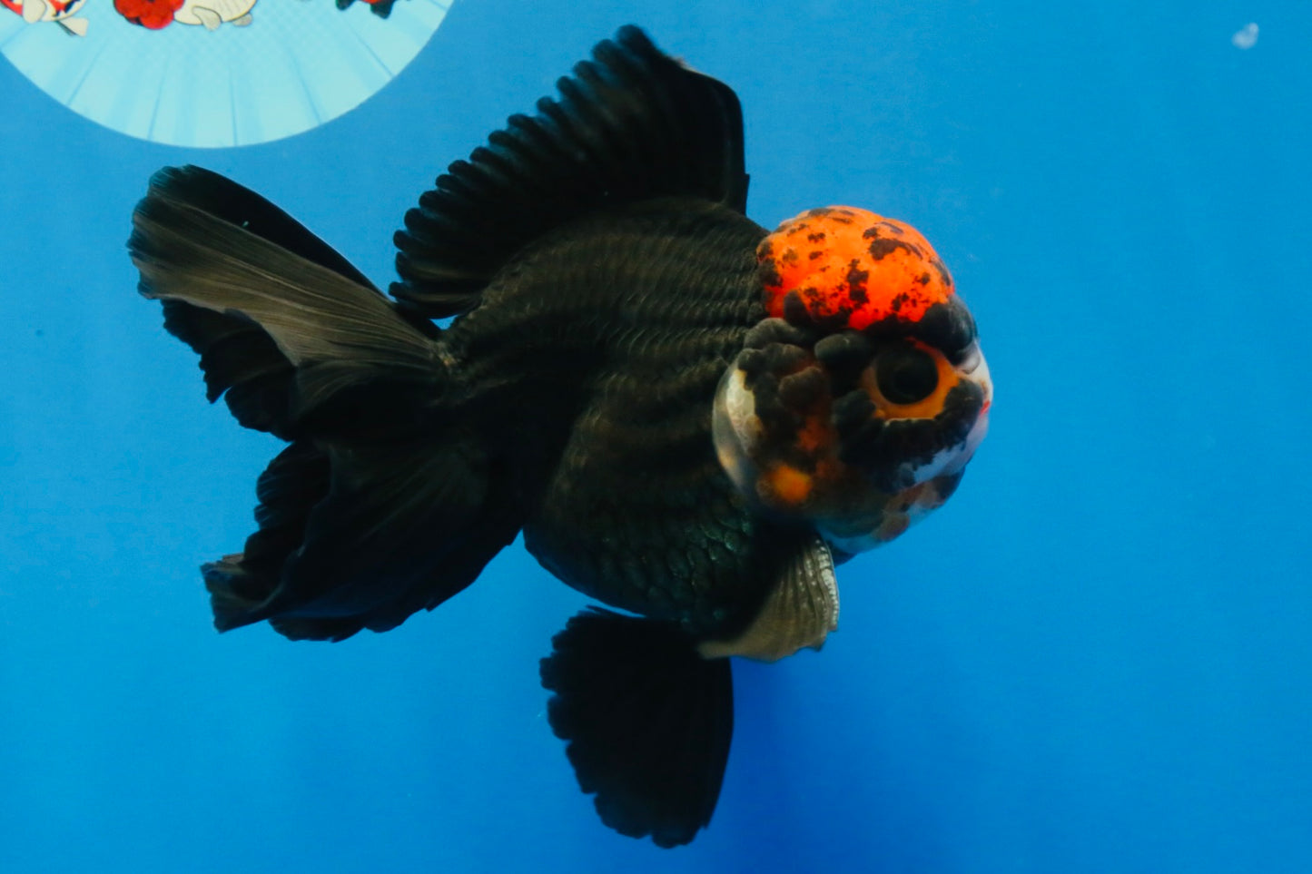 [SINGLE] Tricolor Oranda Male 4.5 inches #022726SO_06