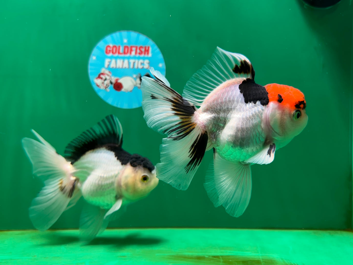 [COUPLE] Tricolor Male & Panda Female Oranda 4.5-5 inches #052325CO_09
