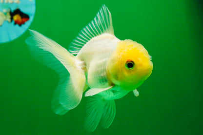[SINGLE] White Male Oranda 4 inches #101025SO_10