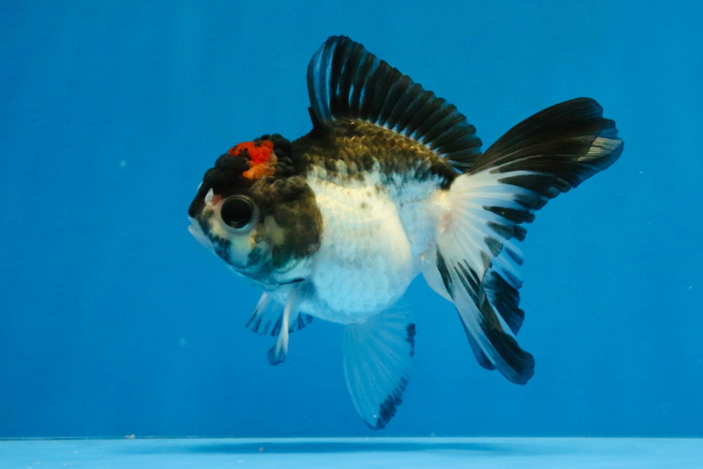 [SINGLE] Tricolor Oranda Male 4 inches #041726SO_03