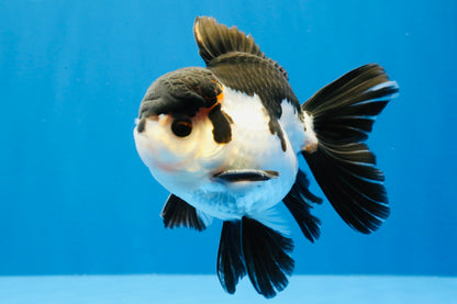 [SINGLE] Tricolor Oranda Male 4.5 inches #022726SO_03