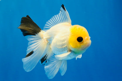 [SINGLE] Lemonhead Bottom Eyes Oranda Male 4.5 inches #022726SO_05