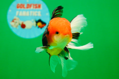 [SINGLE] Tricolor Oranda Male 4.5-5 inches #082225SO_02