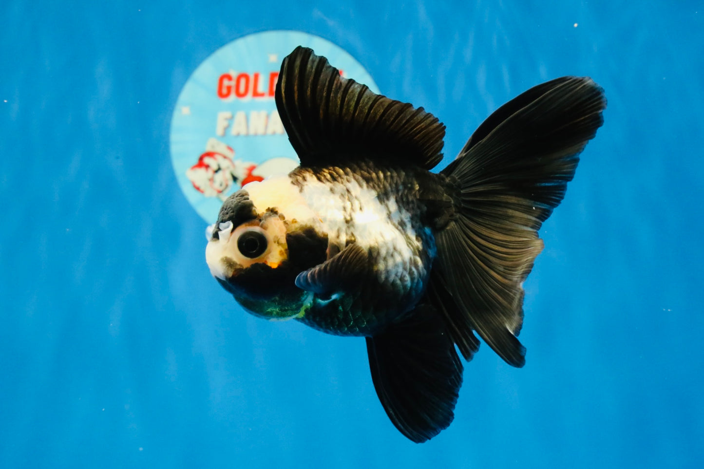 [SINGLE] Panda Oranda Female 4 inches #032026SO_02