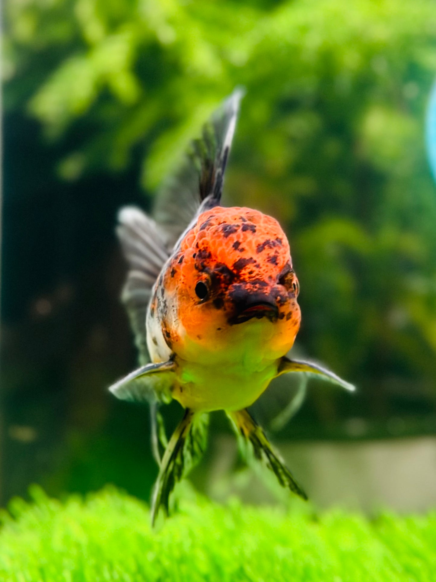 [SINGLE] Calico Oranda Male size 4 inches #112224SO_01