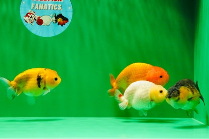 [SQUAD] Chubby Team Orange & Lemonhead & Apache & Tiger Lionchu 3-3.5 inches #020725SL_20