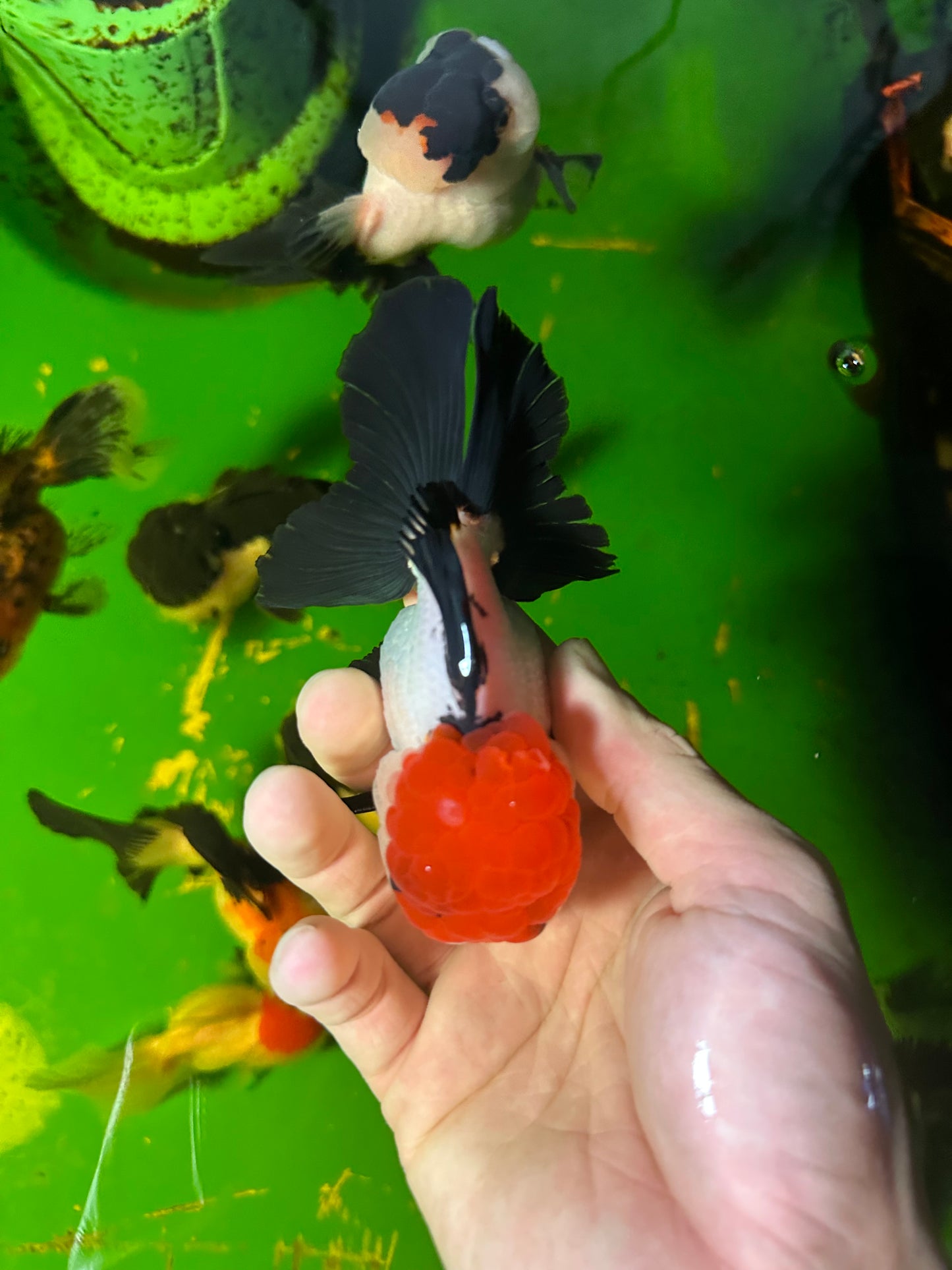 [COUPLE] - Red Head Tricolor & Panda Oranda 4-4.5 inches #110824CO_18