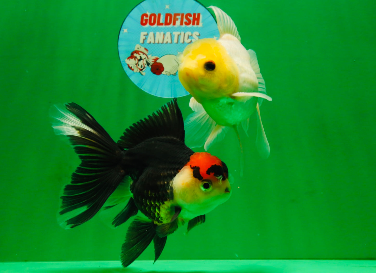 [COUPLE] Lemonhead Male & Tricolor  Female 4.5-5 inches #091925CO_04
