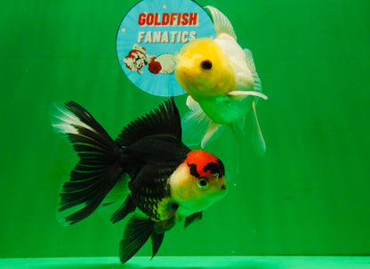[COUPLE] Lemonhead Male & Tricolor  Female 4.5-5 inches #091925CO_04