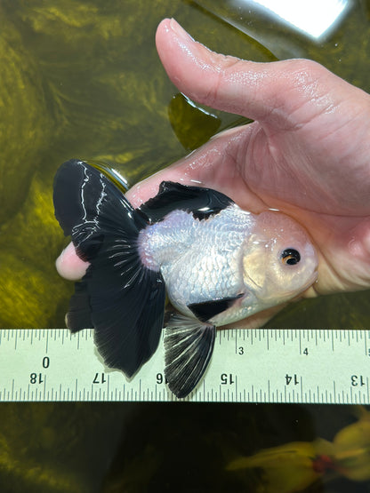 [SINGLE] Panda Oranda Male 4-4.5 inches #112924SO_06