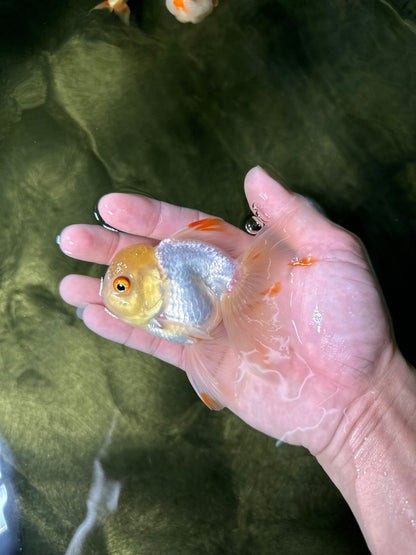 [COUPLE] Tricolor Female & White Male Oranda 4-4.5 inches #050225CO_06