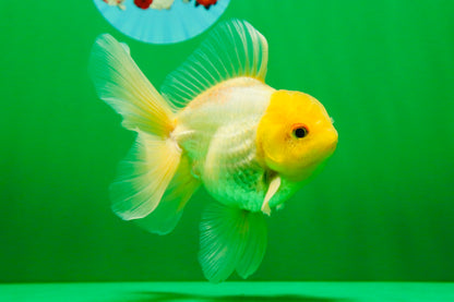 [SINGLE] Lemonhead Oranda Male 5 inches #082225SO_05