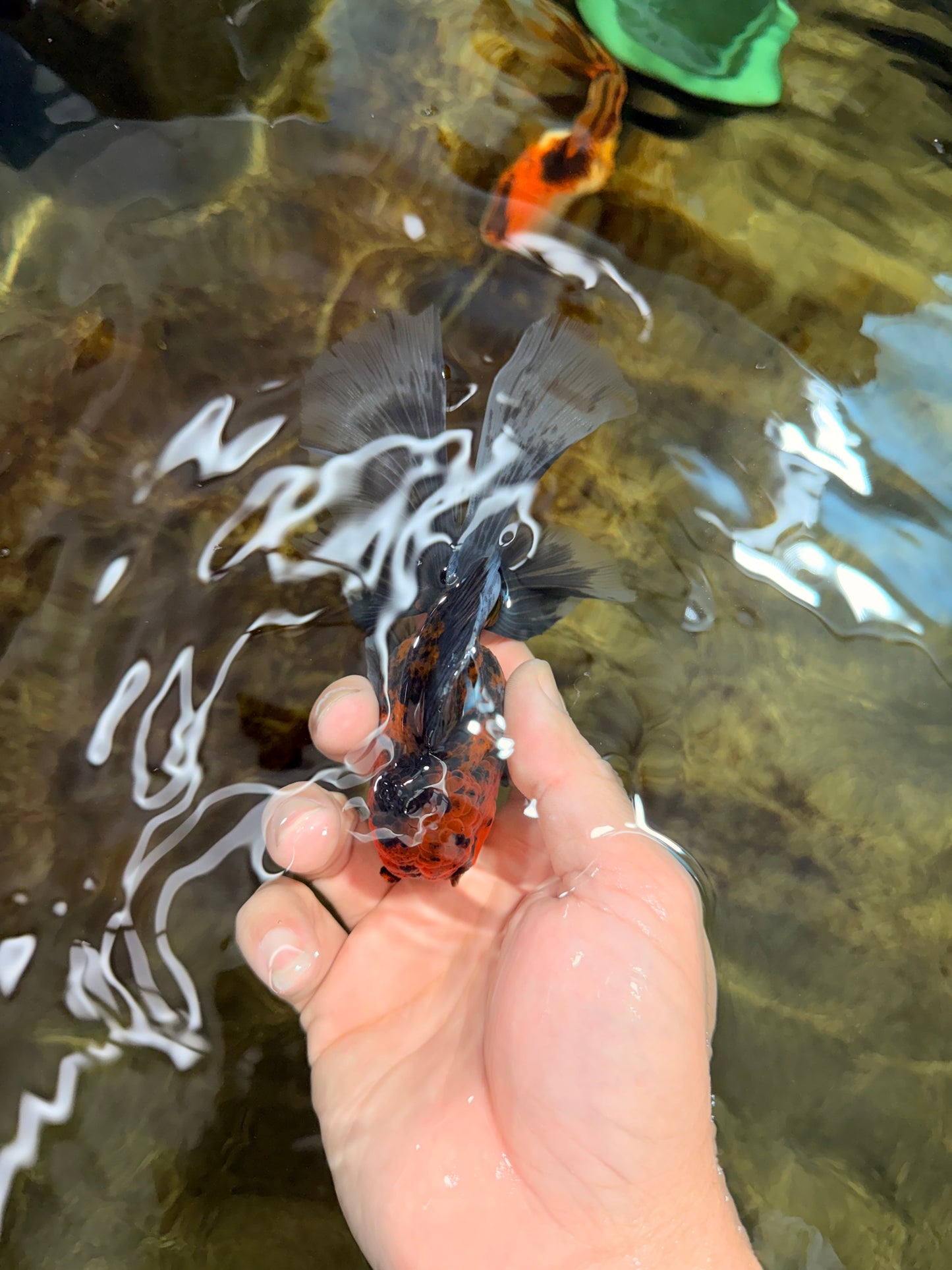 [SINGLE] Tiger Oranda Male 5 inches #112125SO_01