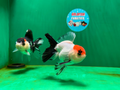 [COUPLE] Red Head Male & Tricolor Button Eyes Female Oranda 4 inches #052325CO_07