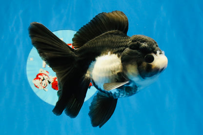 [SINGLE] Panda Oranda Female 4.5 inches #041026SO_02