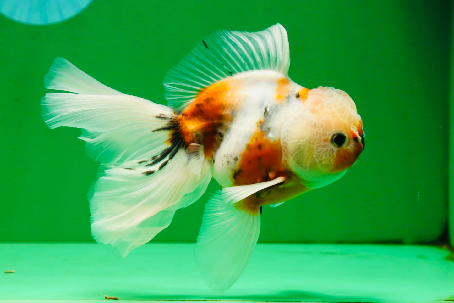 [SINGLE] Calico Oranda Male 4.5-5 inches #091925SO_08