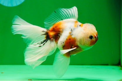 [SINGLE] Calico Oranda Male 4.5-5 inches #091925SO_08