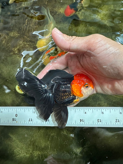 [COUPLE] Tricolor Male & Red White Female Oranda 4.5 inches #101025CO_05