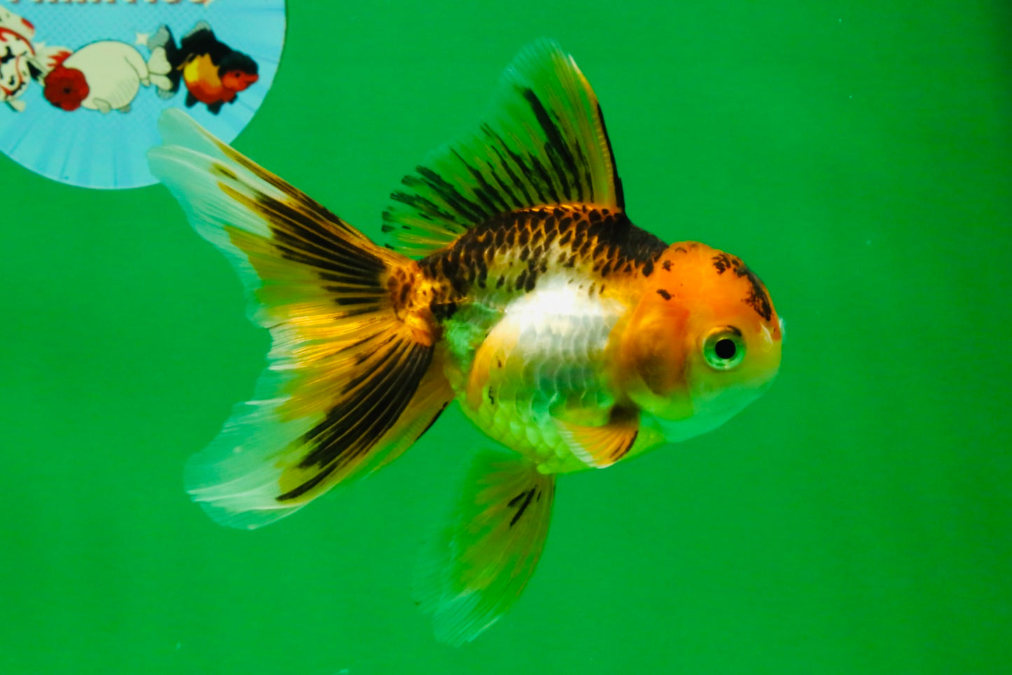 [SINGLE] Tricolor Oranda Female 4.5-5 inches #112125SO_06