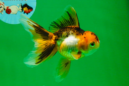 [SINGLE] Tricolor Oranda Female 4.5-5 inches #112125SO_06